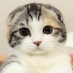 齐天大圣-皮皮猴丨皮一下很开心丨皮皮猴是一个精选4K蓝光原盘下载,顶级收藏。